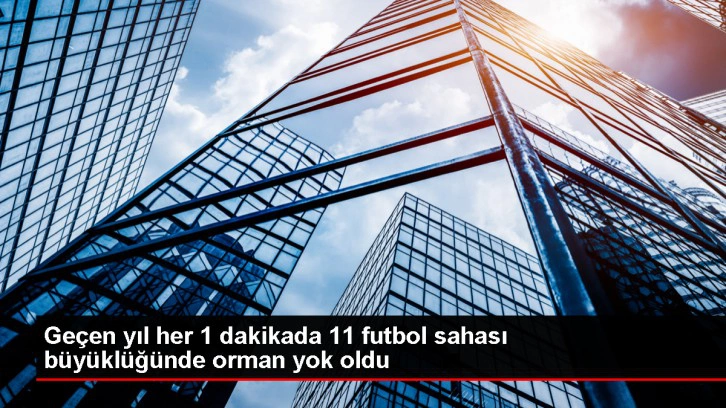 Her dakika 11 futbol sahası büyüklüğünde ormanlık alan yok oluyor