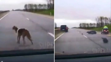 Başıboş köpeğin sebep olduğu trafik kazası kameralara böyle yansıdı