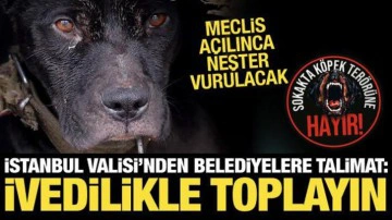 Başıboş köpek terörüne neşter vurulacak: Meclis'in ilk gündemi! İstanbul'da da talimat
