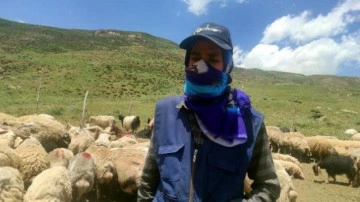 Hakkarililer, yerli bulamayınca 20 bin TL'ye İran'dan çoban getirdi