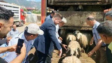 Hatay'da depremde hayvanlarını kaybedenlere küçükbaş dağıtıldı