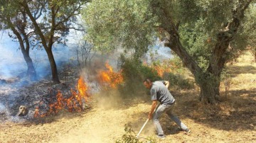 İzmir'de orman ve makilik alanlarda yangın!