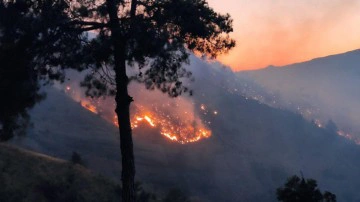 Kahramanmaraş'ta yangın: 100 hektar alan zarar gördü